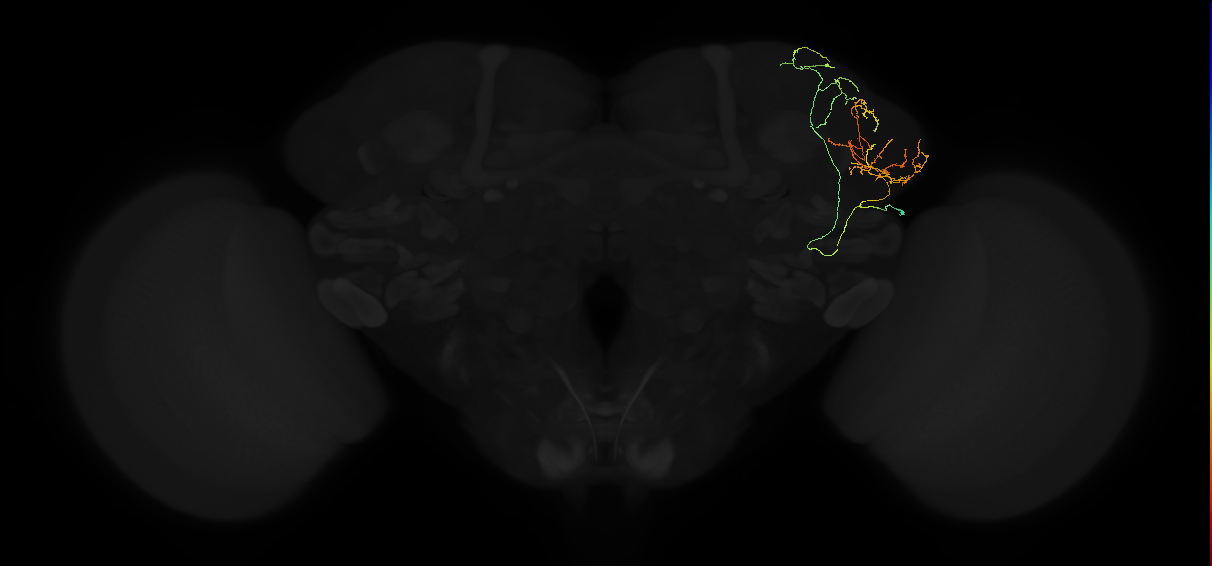adult lateral horn AV2c1 neuron