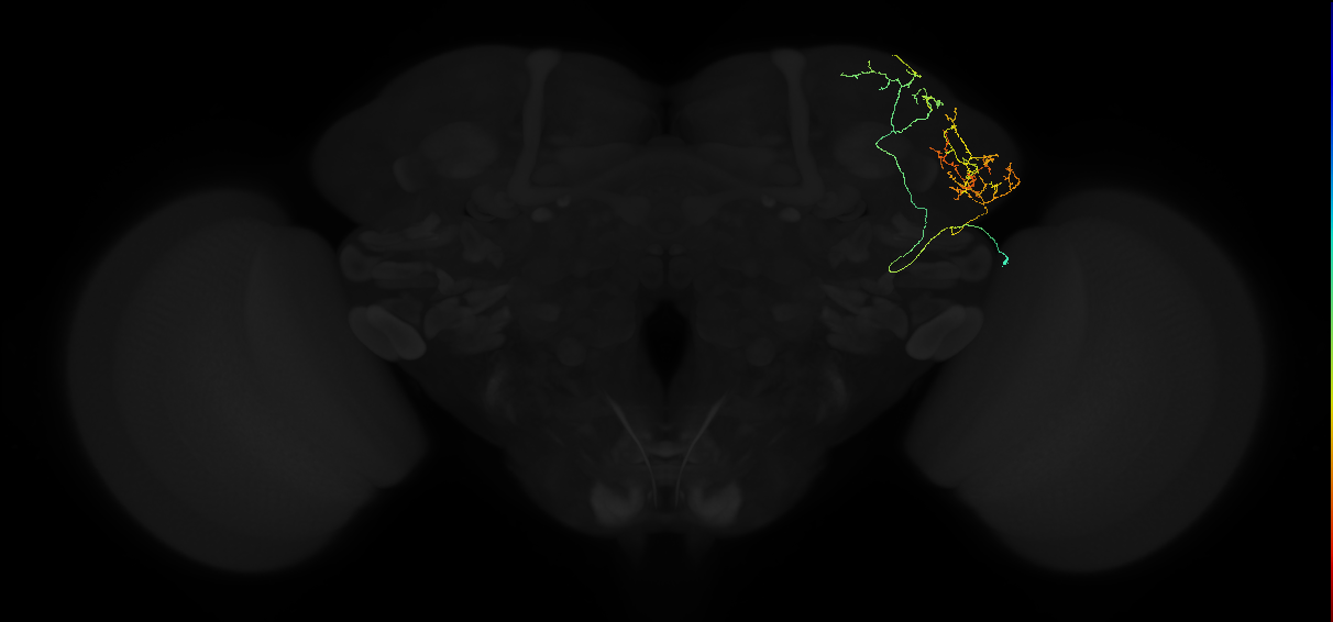 adult lateral horn AV2c1 neuron