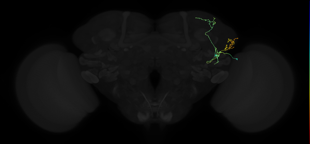 adult lateral horn AV2c2 neuron