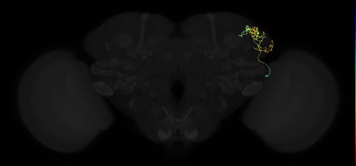 adult lateral horn AV2e1 neuron