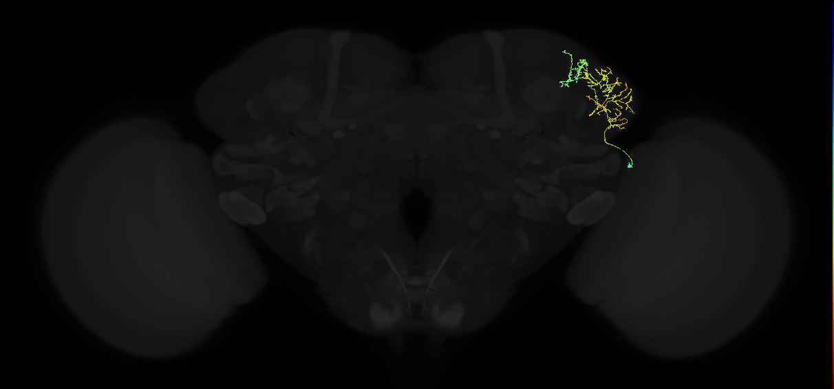 adult lateral horn AV2e2 neuron