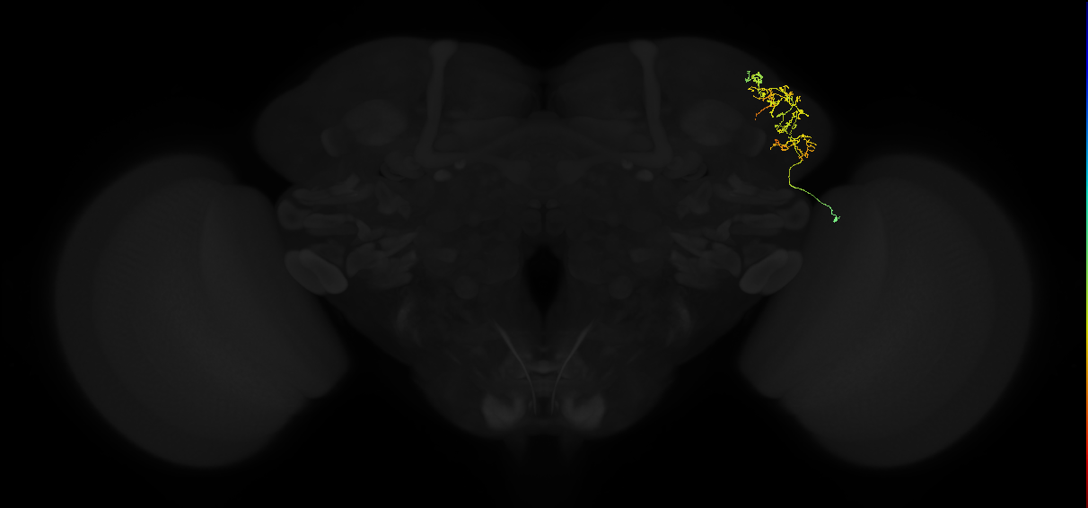 adult lateral horn AV2e3 neuron