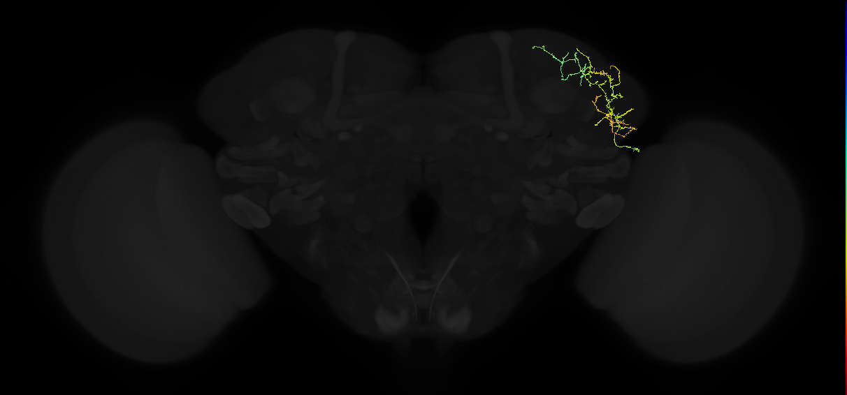 adult lateral horn AV2e4 neuron