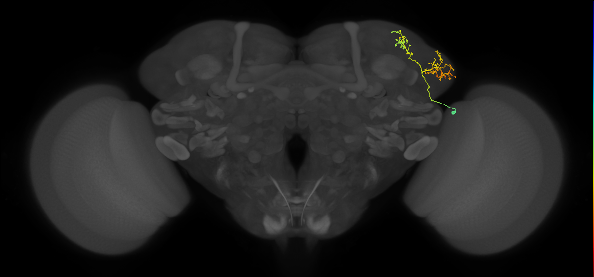 LHAV2f1_a_R (FlyEM-HB:422644053)