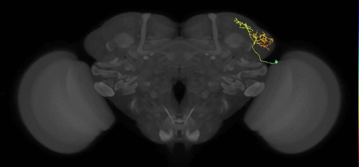 LHAV2f1_a_R (FlyEM-HB:423684795)
