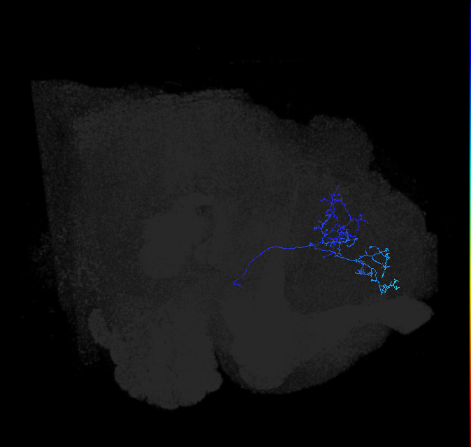 LHAV2f1_a_R (FlyEM-HB:517458316)