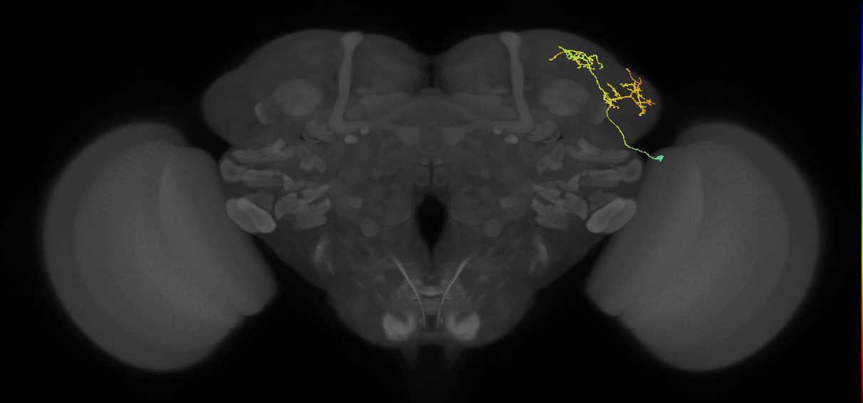 LHAV2f1_b_R (FlyEM-HB:452331917)