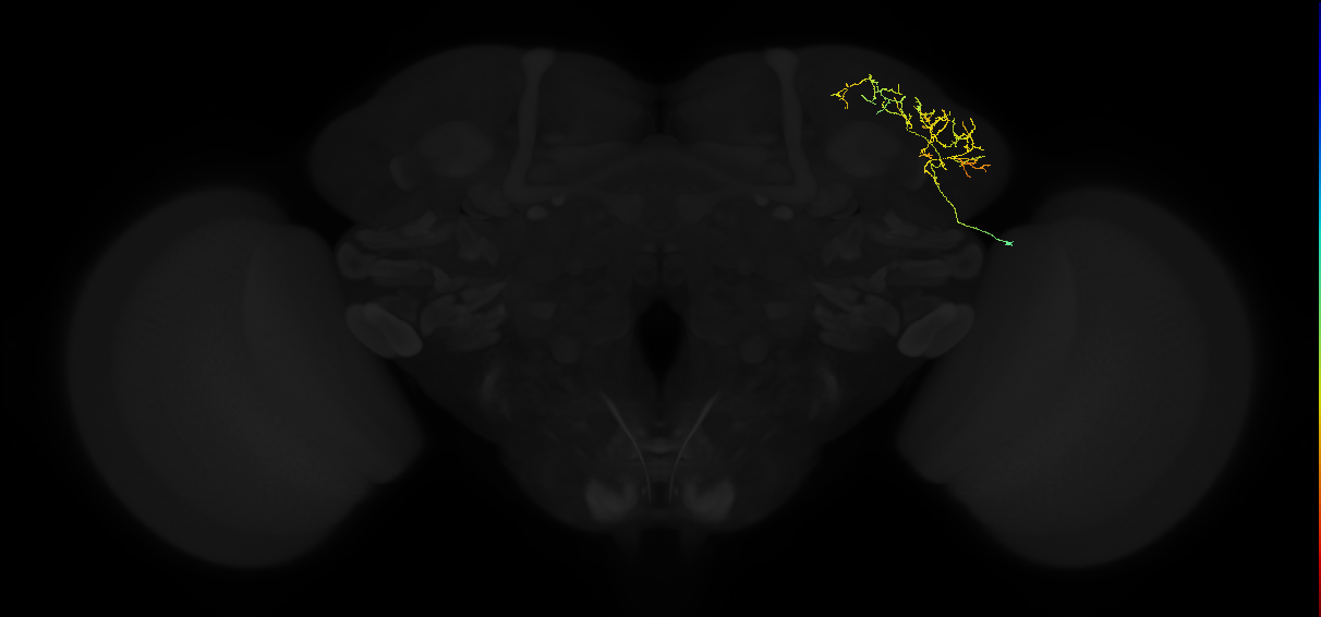adult lateral horn AV2f1 neuron