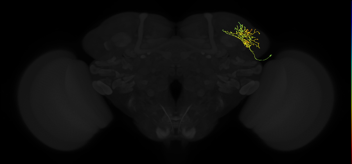 adult lateral horn AV2f2 neuron