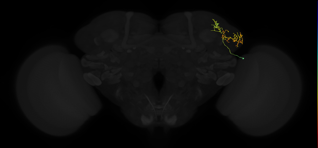 adult lateral horn AV2f3 neuron