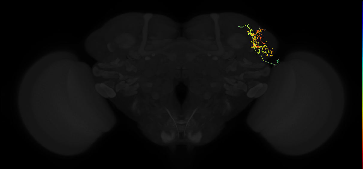 adult lateral horn AV2f4 neuron