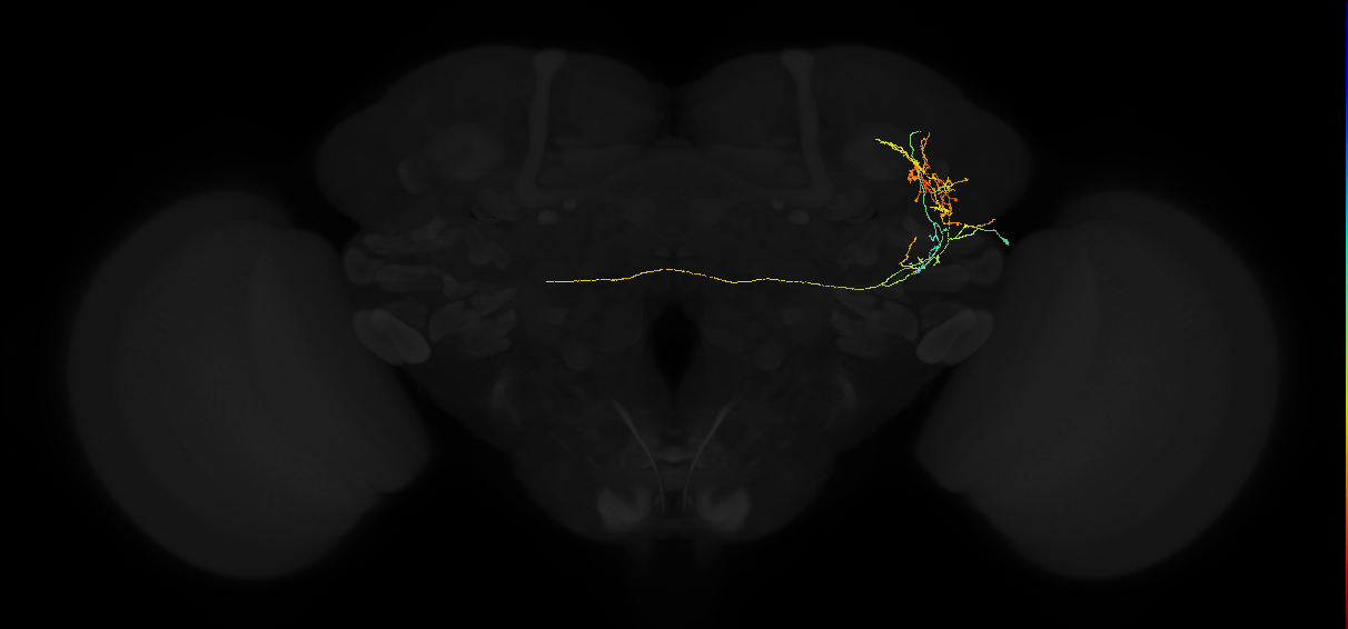 adult lateral horn AV2g1 neuron