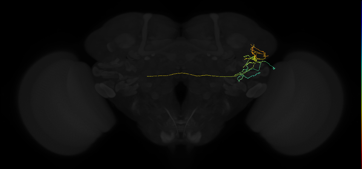 adult lateral horn AV2g2 neuron
