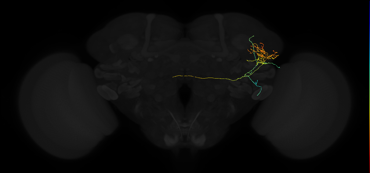 adult lateral horn AV2g2 neuron