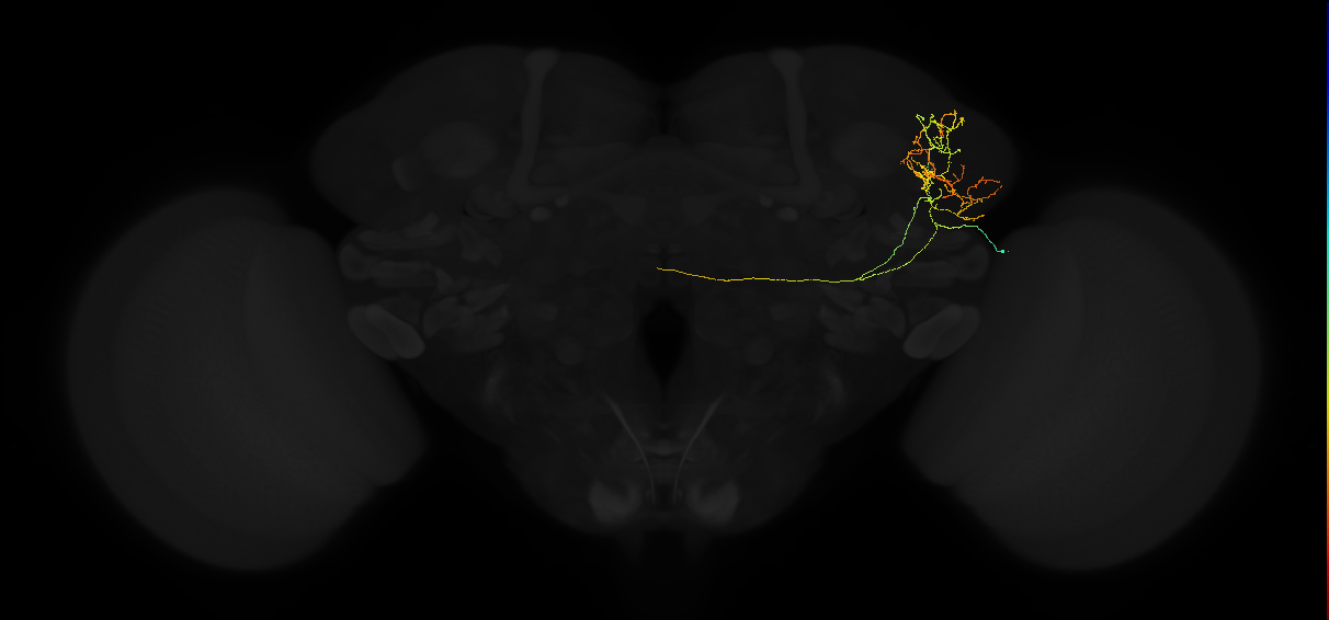 adult lateral horn AV2g3 neuron