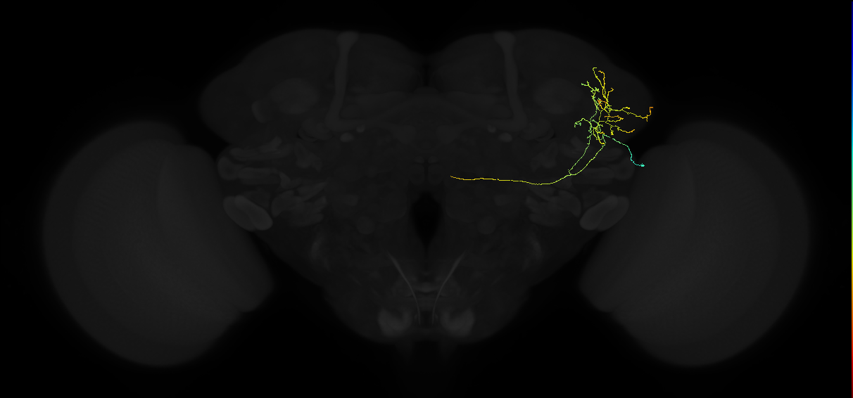 adult lateral horn AV2g4 neuron