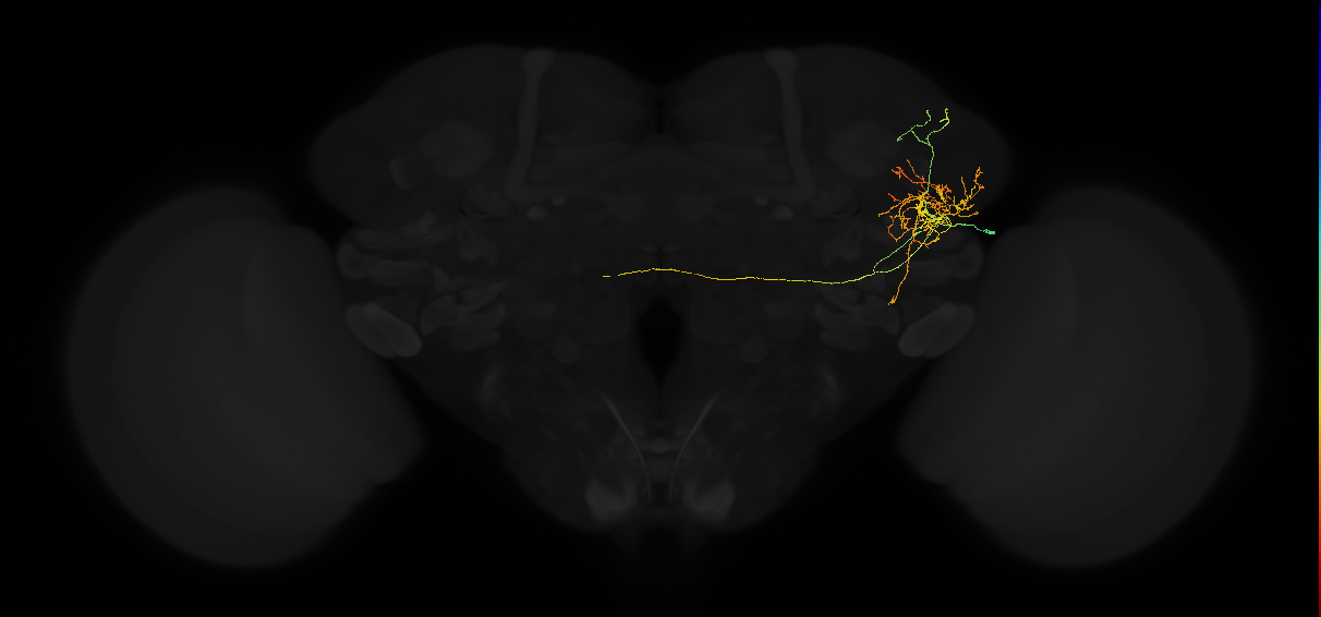 adult lateral horn AV2g5 neuron