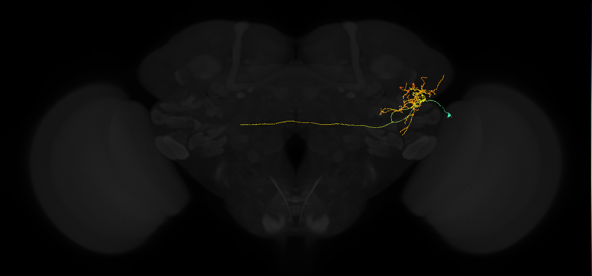 adult lateral horn AV2g6 neuron