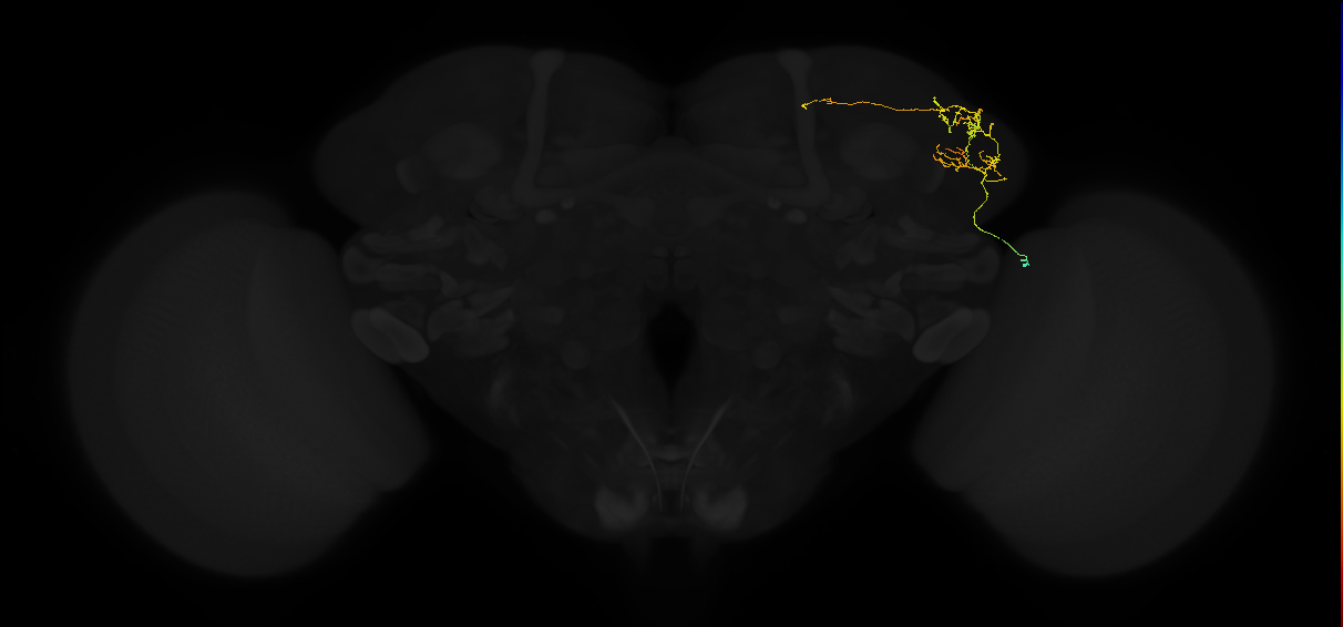 adult lateral horn AV2h1 neuron
