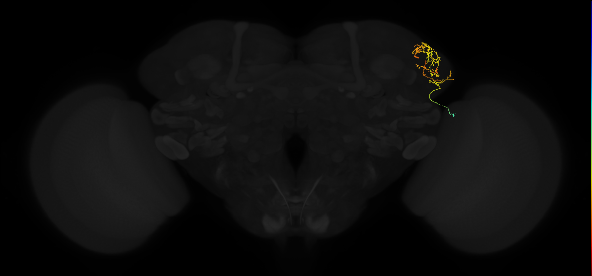 adult lateral horn AV2i1 neuron