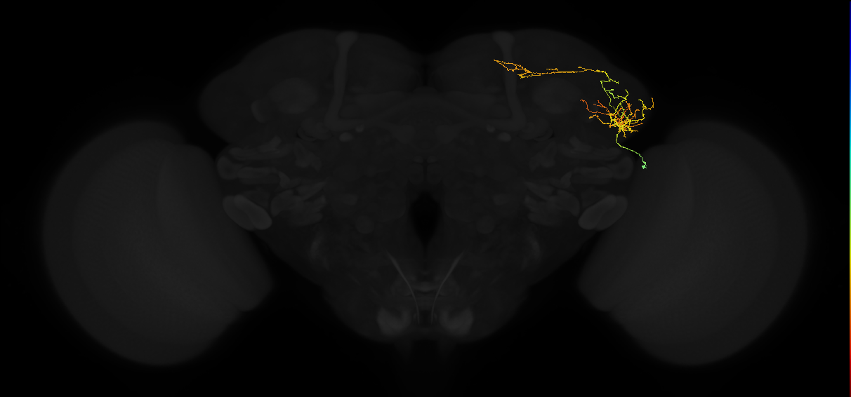adult lateral horn AV2i2 neuron