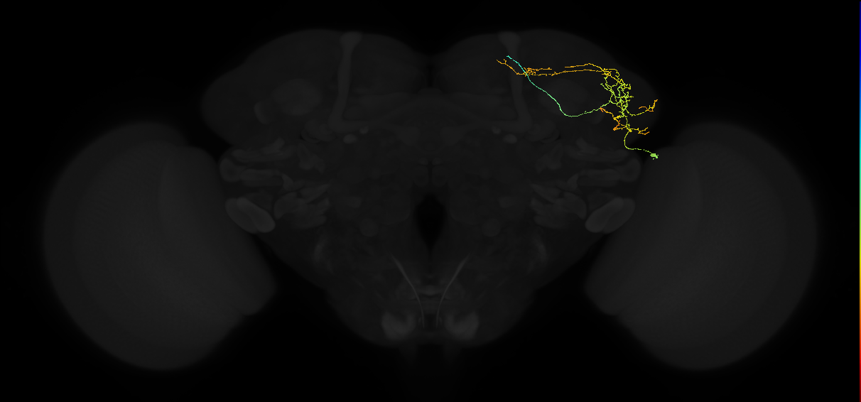 adult lateral horn AV2i3 neuron