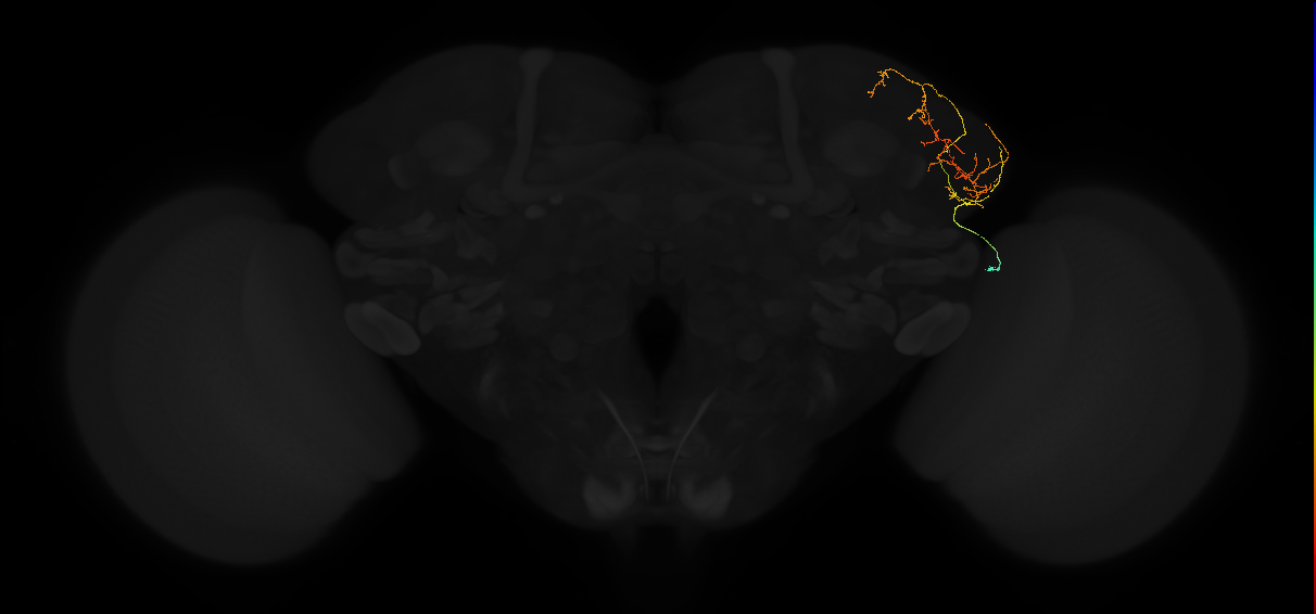 adult lateral horn AV2i4 neuron