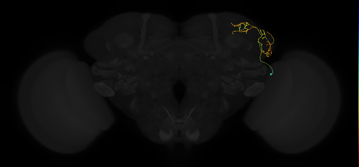 adult lateral horn AV2i5 neuron