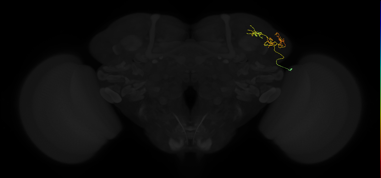 adult lateral horn AV2k1 neuron