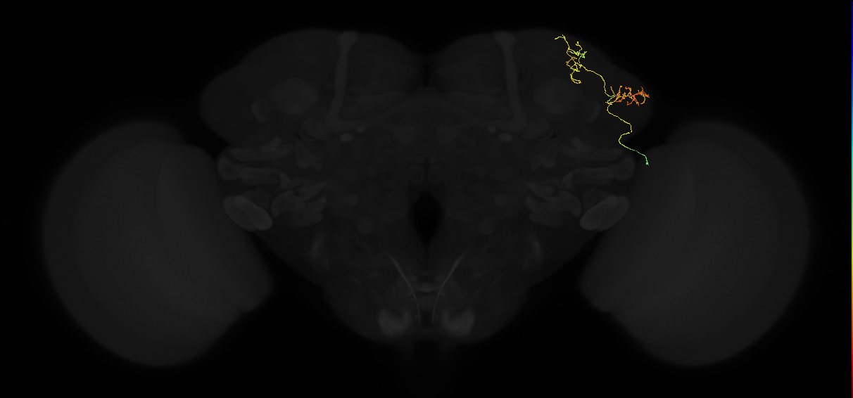 adult lateral horn AV2k10 neuron