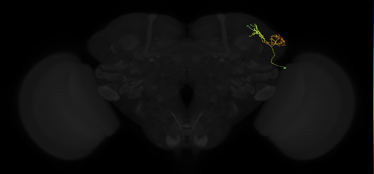 adult lateral horn AV2 neuron