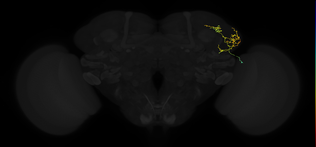 adult lateral horn AV2k12 neuron