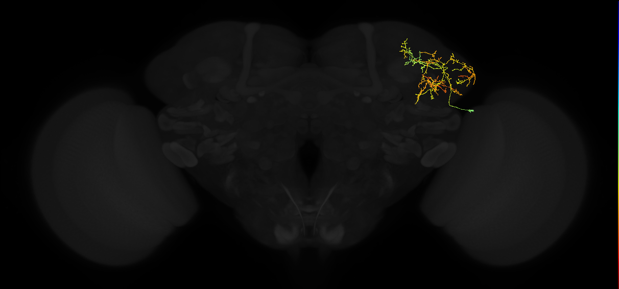 adult lateral horn AV2k13 neuron