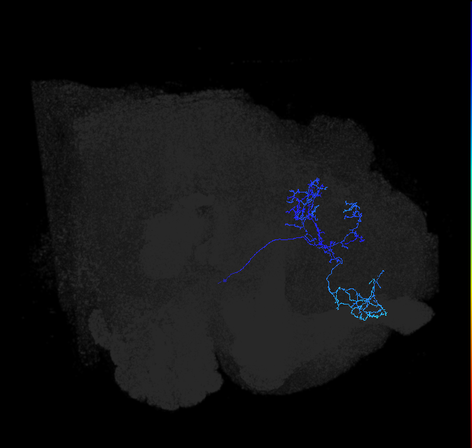 LHAV2k2_R (FlyEM-HB:549521047)