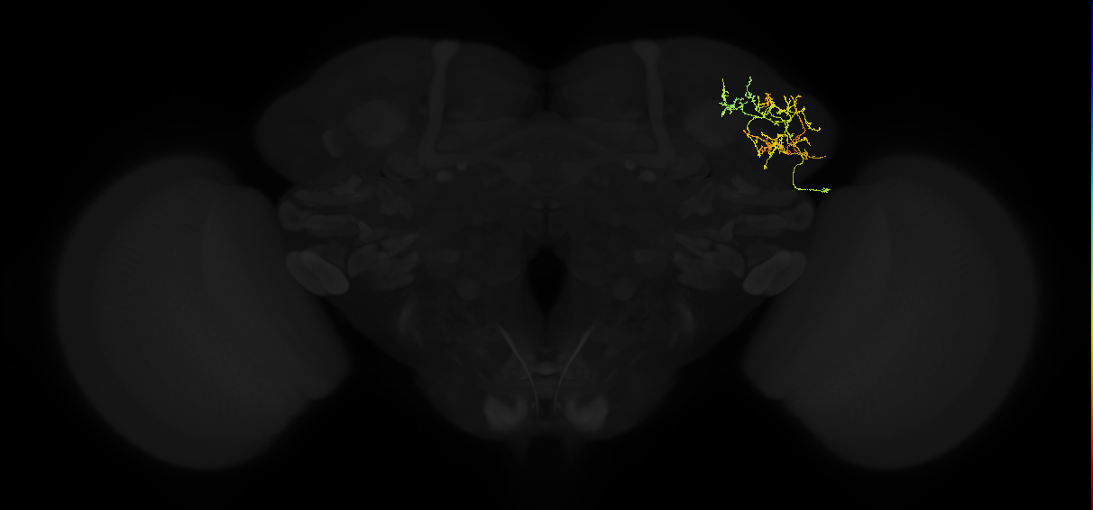 adult lateral horn AV2k2 neuron