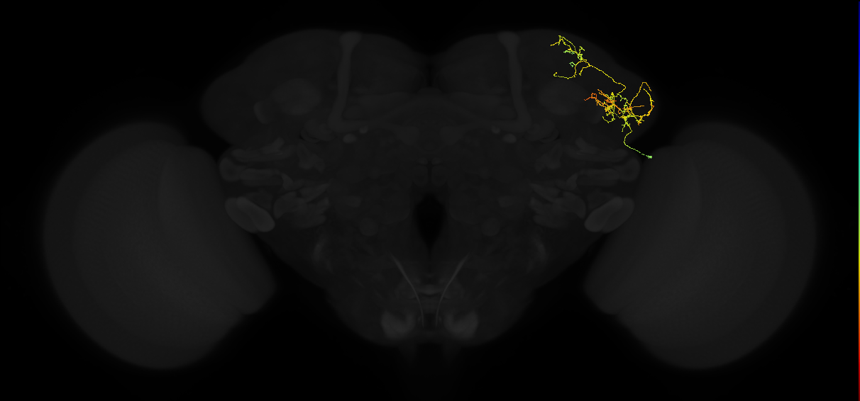 adult lateral horn AV2k3 neuron