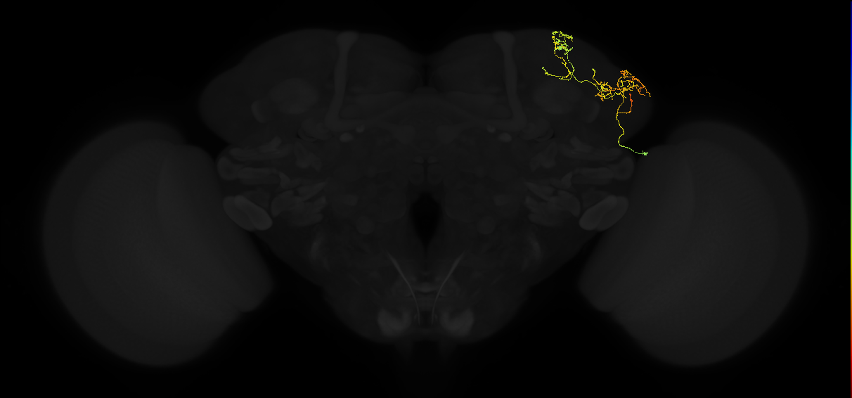 adult lateral horn AV2k4 neuron