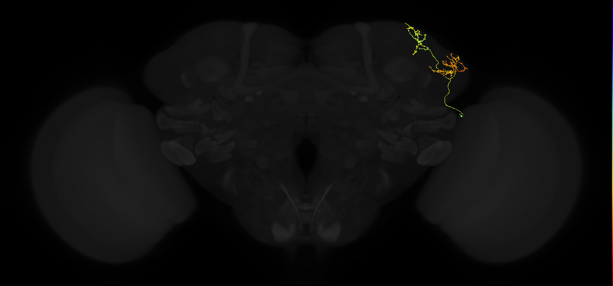 adult lateral horn AV2k4 neuron