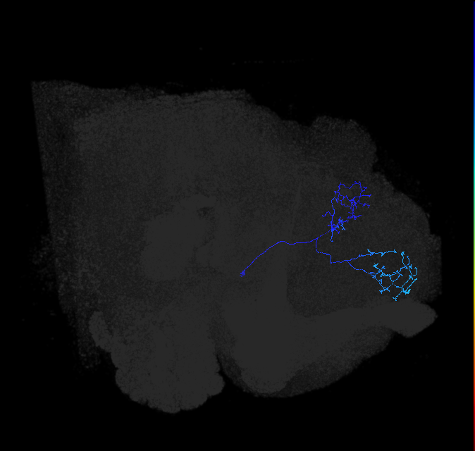 LHAV2k4_R (FlyEM-HB:360237353)