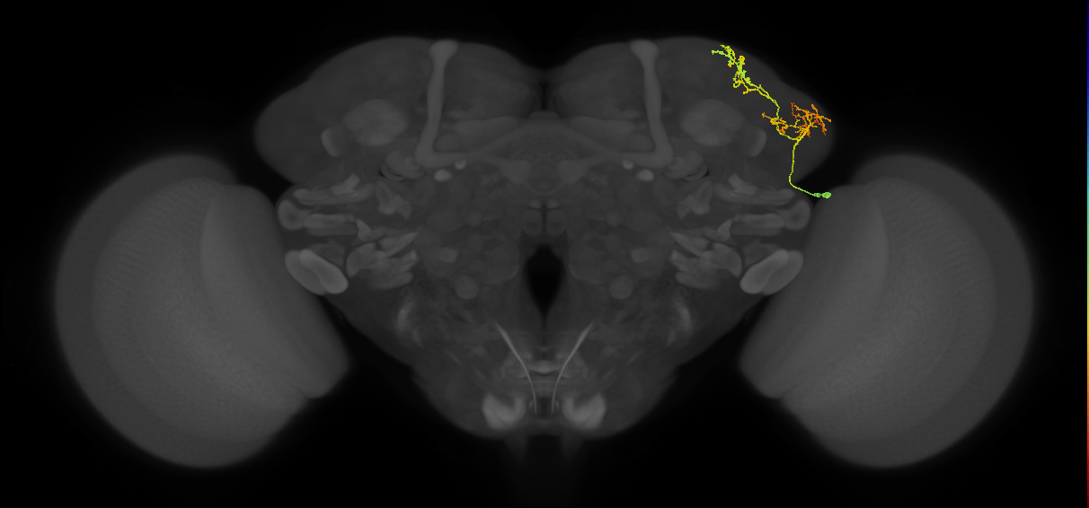 LHAV2k4_R (FlyEM-HB:360237353)