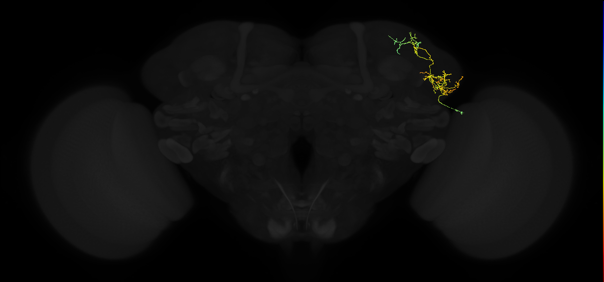 adult lateral horn AV2k5 neuron