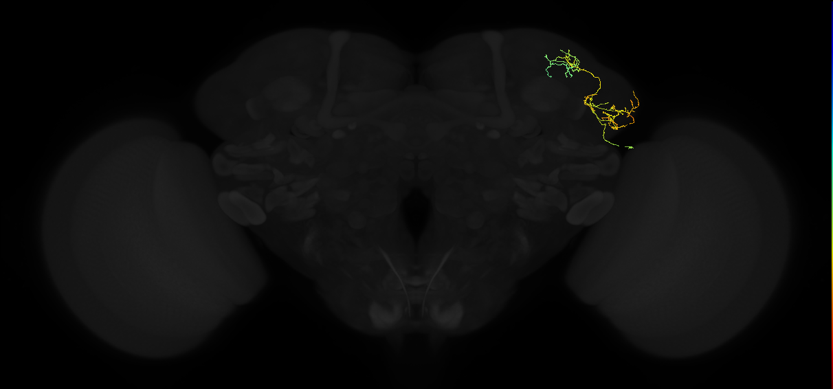 adult lateral horn AV2k5 neuron