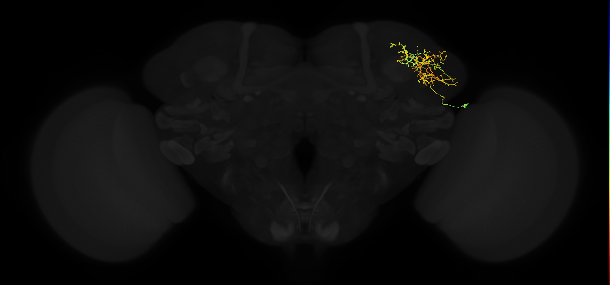 adult lateral horn AV2k6 neuron
