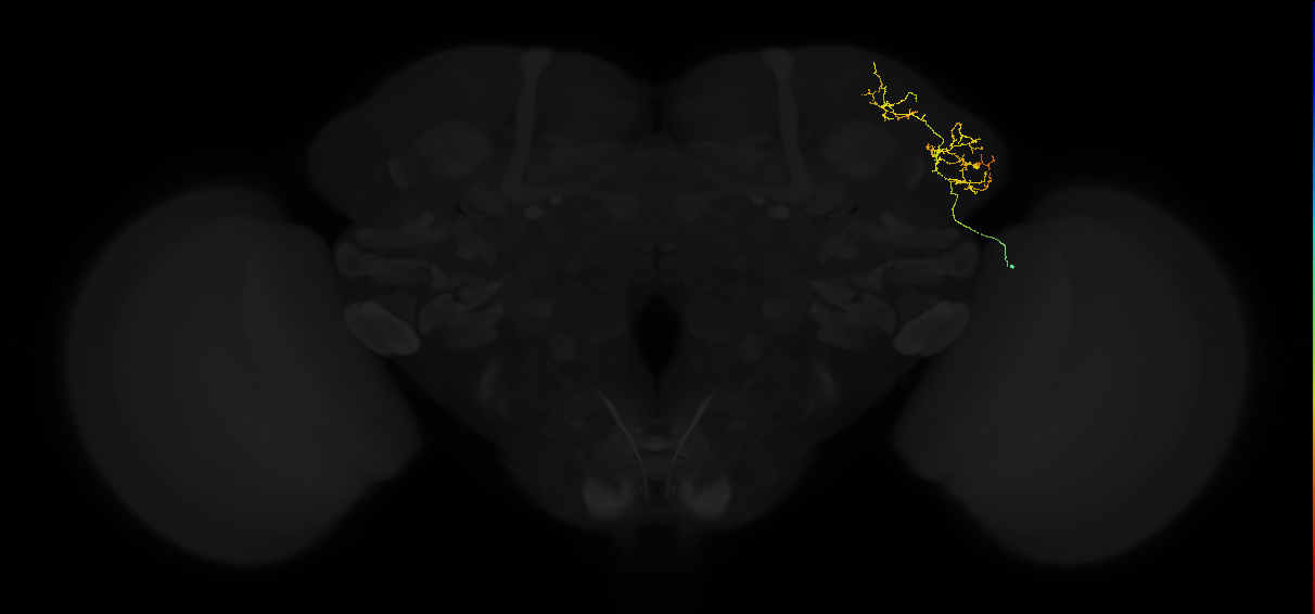 adult lateral horn AV2k7 neuron
