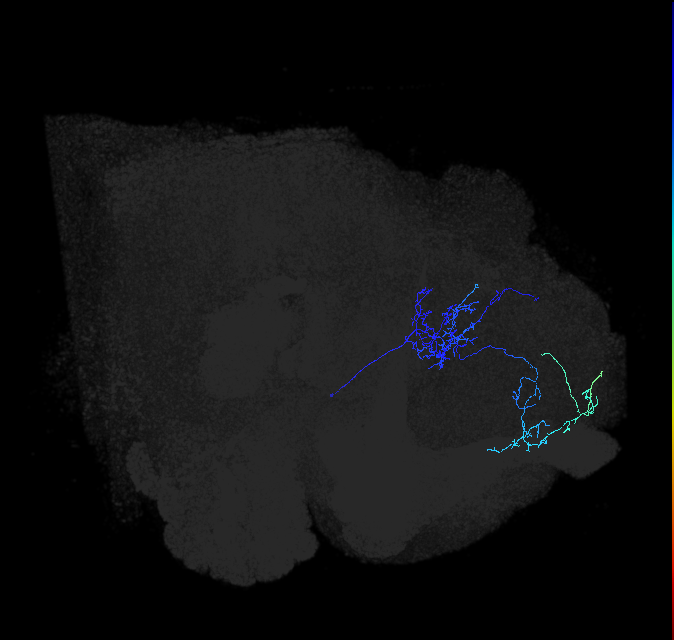 LHAV2k9_R (FlyEM-HB:855043038)