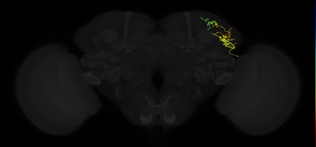 adult lateral horn AV2k9 neuron