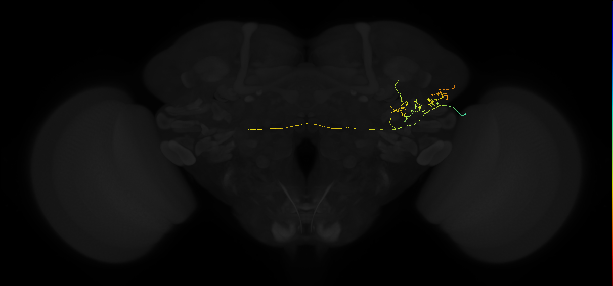 adult lateral horn AV2l1 neuron