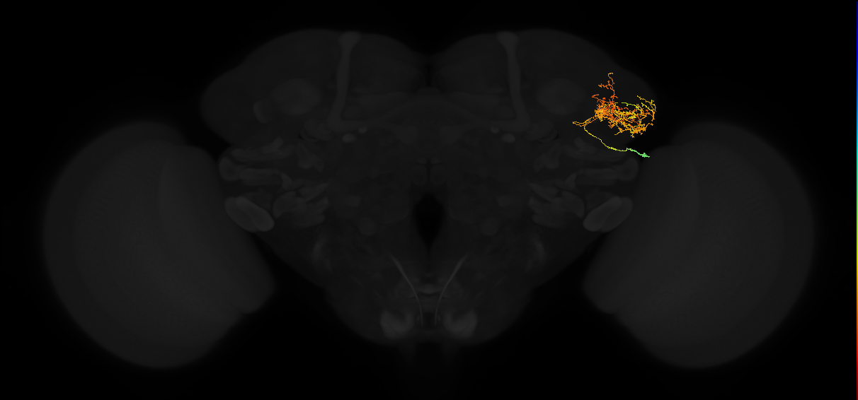 adult lateral horn AV2m1 neuron