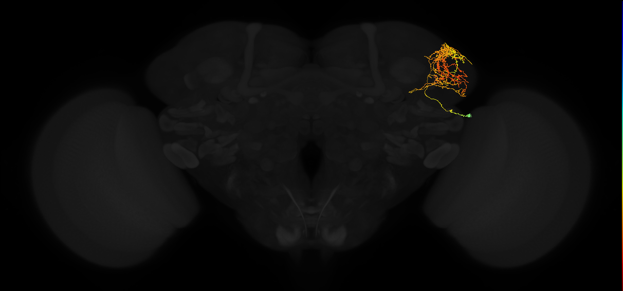 adult lateral horn AV2n1 neuron