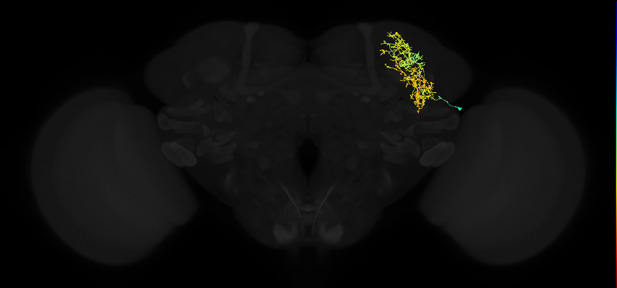 adult lateral horn AV2o1 neuron